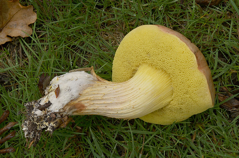 Xerocomus subtomentosus
